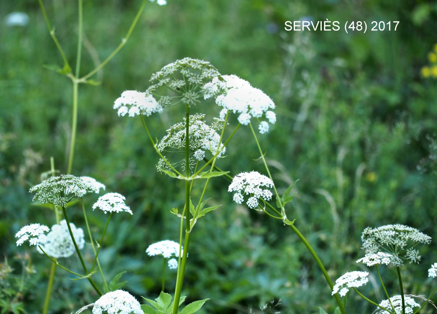 Ground-elder plant